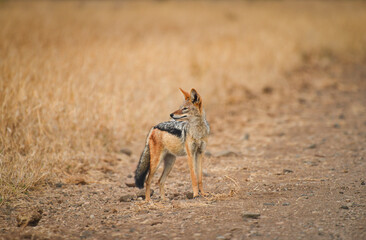A black-backed jackal (Lupulella mesomelas) by the side of a gravel road on the grasslands of Kruger National Park, Mpumalanga Province, South Africa - obrazy, fototapety, plakaty