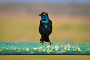A Cape Glossy Starling perched on a green metallic guard rail of a bridge over the Olifants river, central Kruger National Park, South Africa - obrazy, fototapety, plakaty