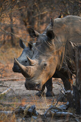 A mother white rhino feeding on dry grass along its baby on the woodlands of the Greater Kruger area, South Africa