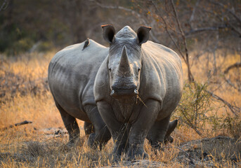 Two white rhinos having an early morning meal of dry grass on the woodlands of the Greater Kruger area, South Africa