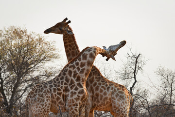 Close-up of two giraffes dueling on the woodlands of a reserve on the Greater Kruger area, South...
