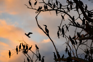 Silhouette of a bare tree full of neotropic cormorants at sunset in the wetlands of the...