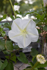 Exotic tropical flora form America. Closeup view of an Ipomoea alba, also known as Moonflower, beautiful flower of white petals, night blooming in spring in the garden.