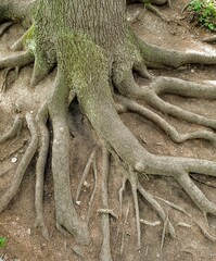 Brown large tree roots extending from the trunk into the ground.