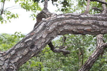 Tree Trunk