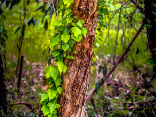 Ivy Trunk