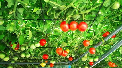 えこりん村のとまとの森