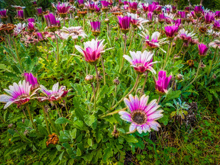 Fosteospermum-Soprano-Purple