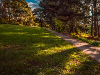 Path Past The Pines