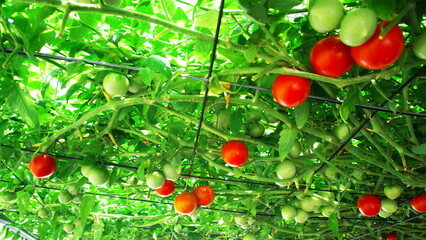 えこりん村のとまとの森