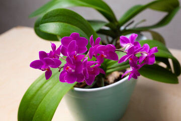 Fototapeta na wymiar Vase with various flowers of the Mini Phalaenopsis Orchid