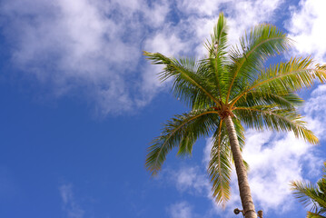 ハワイ　2010