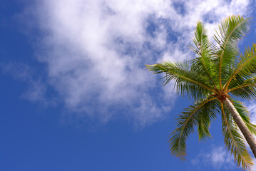 ハワイ　2010