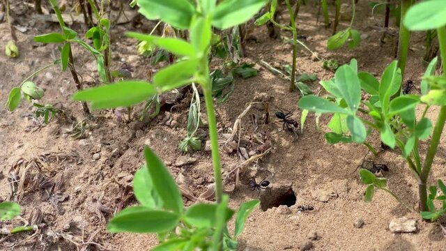 Large and small ants enter the entrance to the anthill under the green leaves of the plants