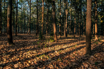 The oblique sunlight reached in a forest.