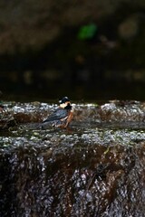 varied tit is bathing in the forest