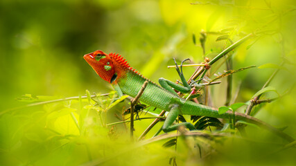 Colorful garden lizard resting on a plant. Beautiful orange-colored head and green-colored body close up animal portraiture.