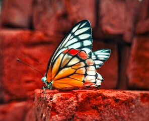 butterfly on a flower