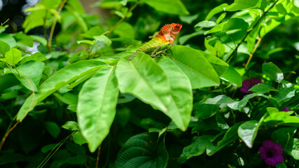 Common green forest lizard Resting on top of large green foliage, sunbathing in the tropical rainforest. Beautiful close-up wildlife photograph in Sri Lanka.