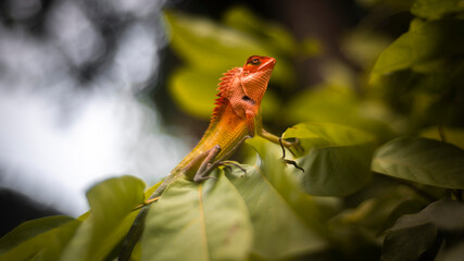 Forest Lizard's head lifted up on the foliage. close up view from a low angle. Bright and vivid, colorful changeable skin. Sharp spikes on the back.