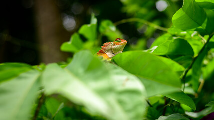 Lizard Hiding in the green foliage. Green forest lizard in the wild. Sitting on the leaves and looking up. Sharp spines and colorful textured skin.