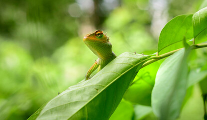 Common green forest lizard peeking out from a leaf, sunbathing in the tropical rainforest. Resting...