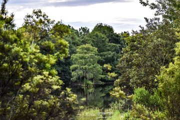 Cypress tree standing in a calm bayou