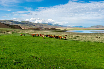 Fototapeta premium Herd of horses on a mountain lake