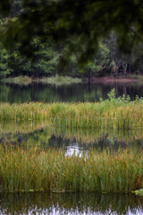 Swamp grass and rivers in South Florida