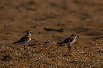 two small birds on the sand