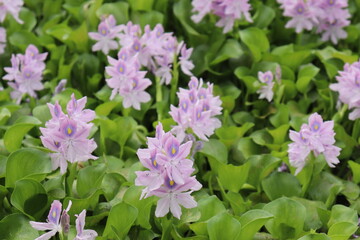 Obraz premium Pond Water Flower IN India