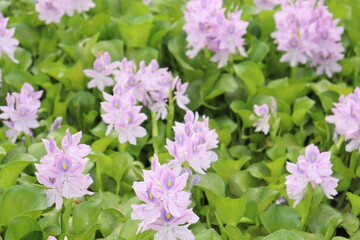 Water Hyacinth,  Pink flowers in the Pond, 