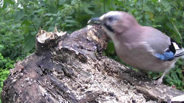 Eichelh&auml;her (Garrulus glandarius) am Futterplatz