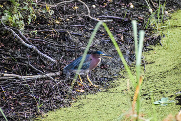 Green heron on white sand shore
