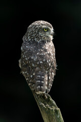  Cute Burrowing owl (Athene cunicularia) sitting on a branch. at dusk. Burrowing Owl alert on post. Dark background.                               