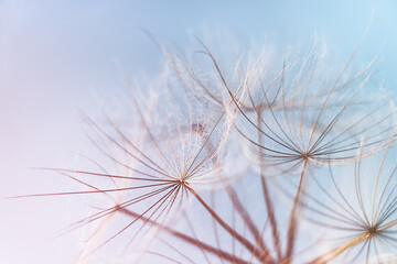 Abstract dandelion blowball background. Macrophotography of fluffy dandelion seeds.