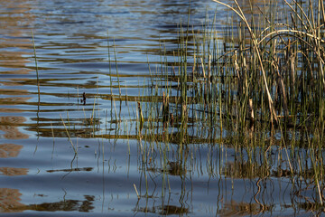 tall grass and reeds growing out of the water