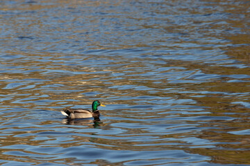 single male mallard duck swimming on small reflective pond