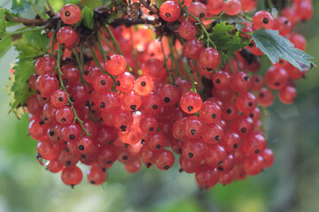 red berries of a currant