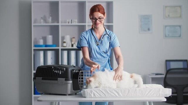 veterinary clinic, young female doctor with a cat in her arms puts her in a carrier standing up in medical office
