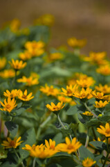 yellow flowers with green leaves background.