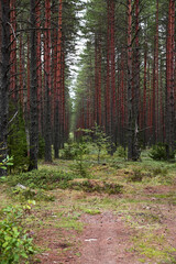 A clearing in a pine forest. Reddish trunks of pine trees