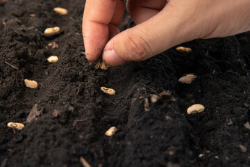 growing seeds of vegetable on sowing soil at garden metaphor gardening, agriculture concept.