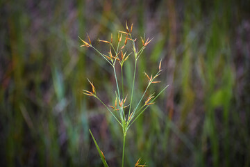 Wild grass in the grassy swamp
