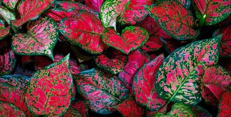 close up of red foliage