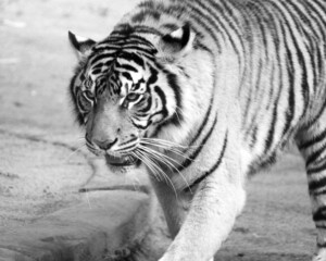 black and white close of Tiger, Animal portrait
