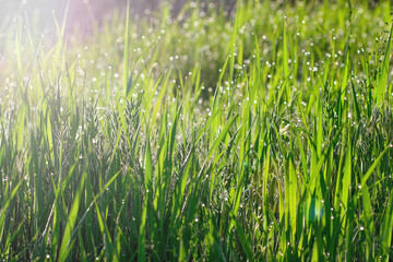 Dew drops on bright green grass. Beautiful natural tender nature background