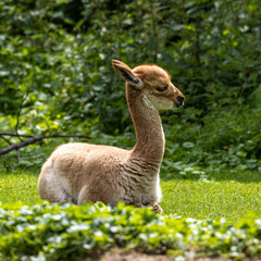 Vicunas, Vicugna Vicugna, relatives of the llama in a German park