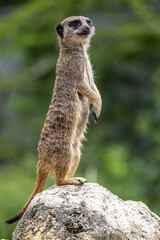 Fototapeta premium Meerkat, Suricata suricatta sitting on a stone and looking into the distance