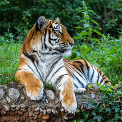 The Siberian tiger,Panthera tigris altaica in a park